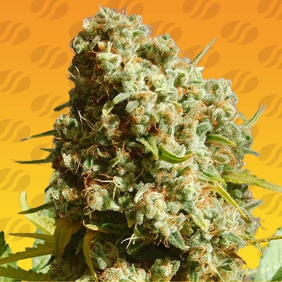 Original Sensible Seeds Bruce Banner #3 Fast semena neobsahují THC 10 ks