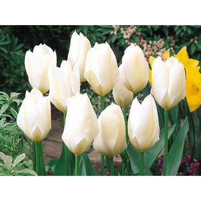 Tulipán Purissima 7 ks v balení