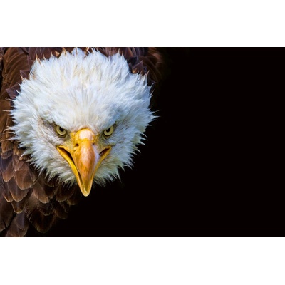 DIMEX ART Флизелинов фототапет американски орел 375 x 250 см