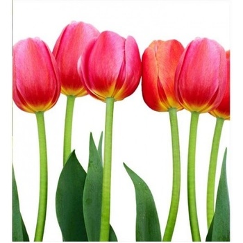 DIMEX ART s. r. o Флизелинов фототапет лала 225 x 250 см