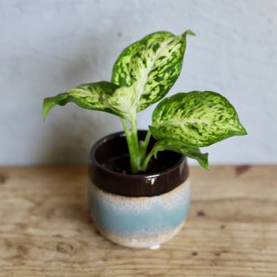 Dieffenbachia mac Amy baby