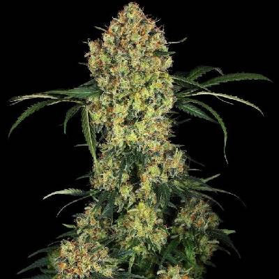 Sensi Seeds Aloha OG Research semena neobsahují THC 3 ks