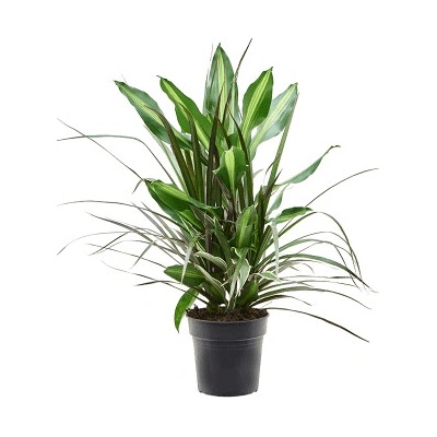 Dracaena combo 17x60 cm