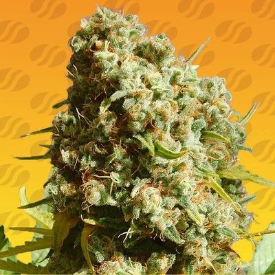 Original Sensible Seeds Bruce Banner #3 Fast semena neobsahují THC 10 ks