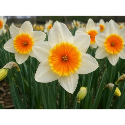 Narcis 'Slim Withman' 5 ks
