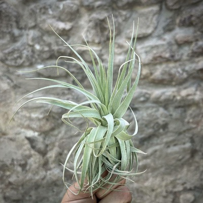 Tillandsia gardneri
