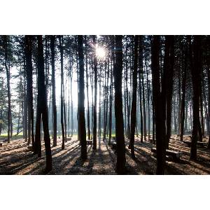 DIMEX ART Флизелинов фототапет сутрешна сцена 375 x 250 см