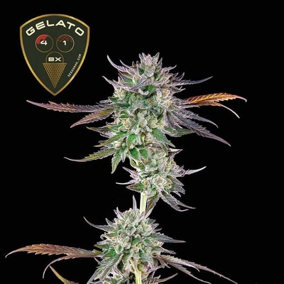 SEEDSMAN Gelato 41 BX semienka neobsahujú THC 3 ks