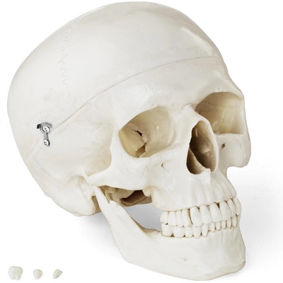Physa Модел на черепа - бял (phy-sk-4)