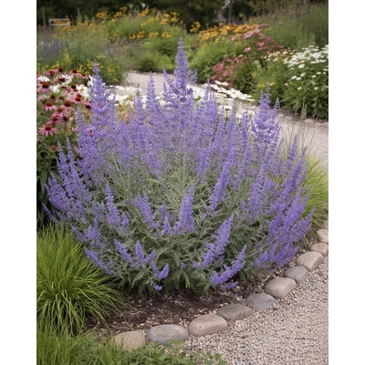 Perovskie drevinkovitá 'Lacey Blue'