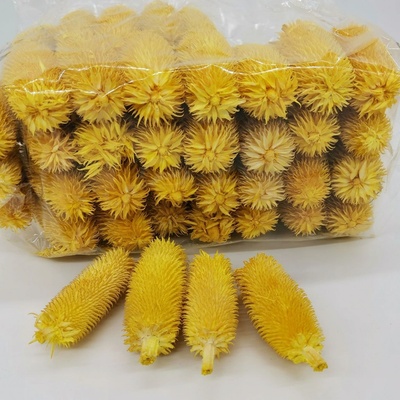 Hlavička bodláku dipsacus - 500 gramů - žlutá - SU0846