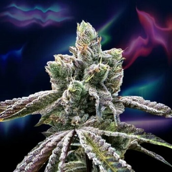 Perfect Tree Over the Rainbow regular semena neobsahují THC 12 ks