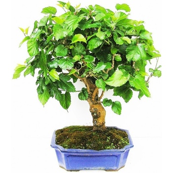 bonsai - moruše (Morus sp.) 142-M
