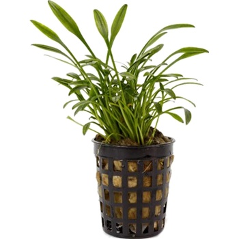 Cryptocoryne parva