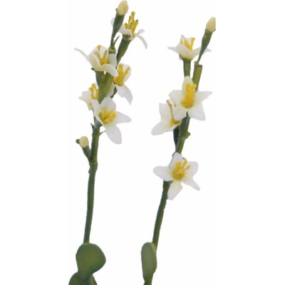 Skalní růže žlutá, 32 cm