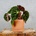 Begonia Rex Ferox