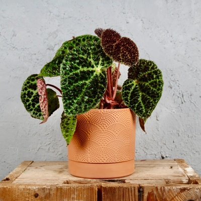 Begonia Rex Ferox