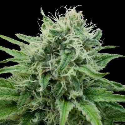 G13 Labs Seeds Raw Diesel semena neobsahují THC 5 ks
