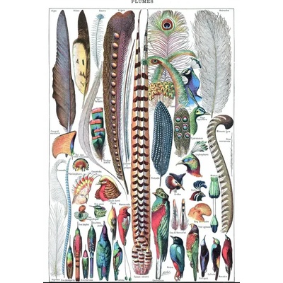 Grafika - Puzzle Illustration from Larousse pour Tous : Feathers - 1 000 piese
