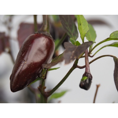 CHILLIMAT Chilli sazenice Jalapeno Purple 1ks