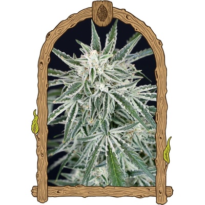 Exotic Seeds Green Gummy AUTO semena neobsahují THC 5 ks