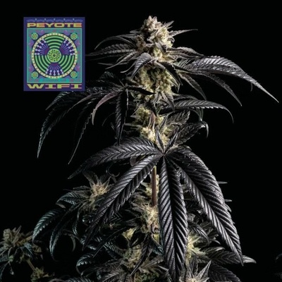 SEEDSMAN Peyote Wi-Fi semienka neobsahujú THC 3 ks