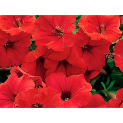 Petúnia Surfinia Deep Red