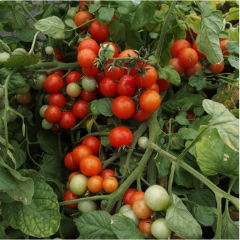 Rajče balkónové Bajaja - Solanum lycopersicum - semena rajčete - 12 ks