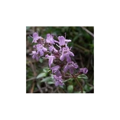 Sedmikráska bylinný sirup Mateřídouška 0,5 l