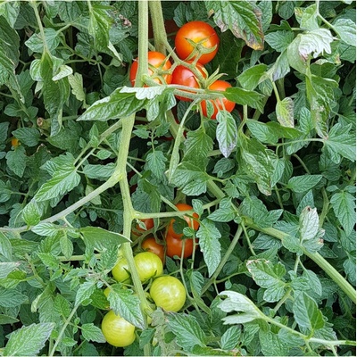 Paradajka koktailová Primabella - Solanum lycopersicum - predaj semien - 6 ks