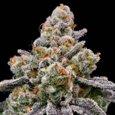 Anesia Seeds Frozen Face Auto Semienka neobsahujú THC 5 ks