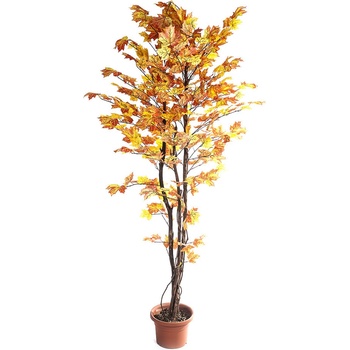 Kanadsky Javor (javoru klenu, Javor klen, Acer platanoides, javoru klenu Javor, klenu Javor) Kanadsky Javor