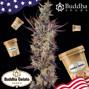 Buddha Seeds Buddha Gelato semena neobsahuji THC 5 ks