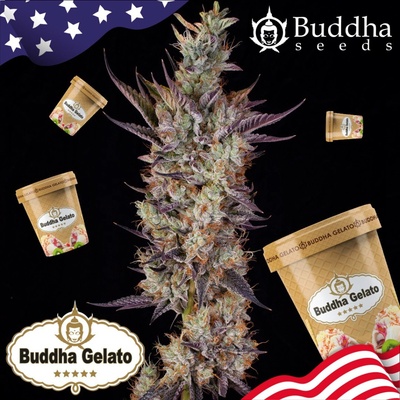 Buddha Seeds Buddha Gelato semena neobsahuji THC 100 ks
