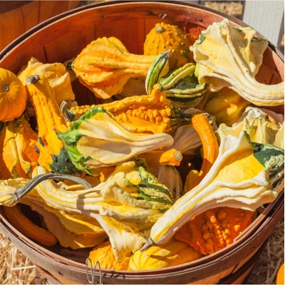 Tykev okrasná Autumn Wings Cucurbita pepo semena tykve 5 ks