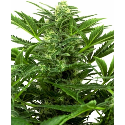 Sensi Seeds Mandarine Punch Auto Balenie: 5 ks 0% THC