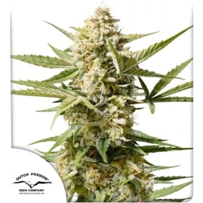 Dutch Passion Auto Cinderella Jack semena neobsahují THC 100 ks