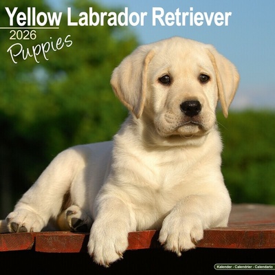 Yellow Lab Retriever, 30,5 x 30,5 30,5 x 61 cm 2026