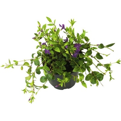 Barvínek fialový FloraSelf Vinca minor 'Atropurpurea' květináč Ø 13 cm