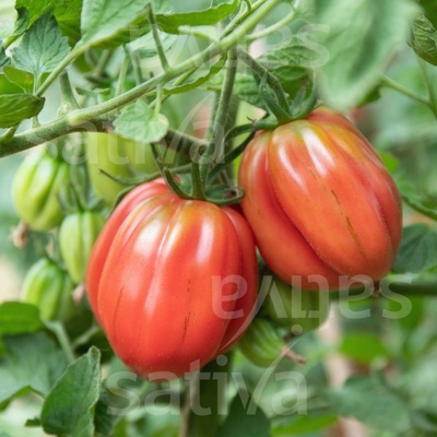Bio rajče Cuor di Bue Albenga Množstvi v balení 25 ks