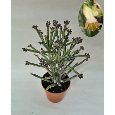 Kalanchoe tubiflora