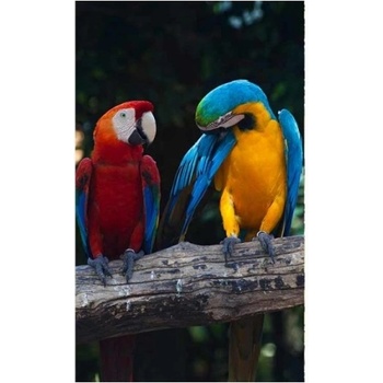 DIMEX ART s. r. o Флизелинов фототапет пъстри ара 150 x 250 см