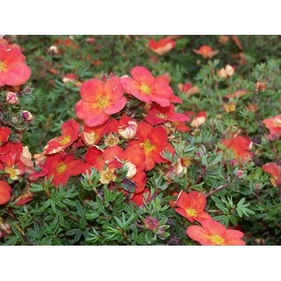 Nátržník krovitý (Potentilla fruticosa) ´MARIAN RED ROBIN´® - výška 20-30 cm, kont. C2L