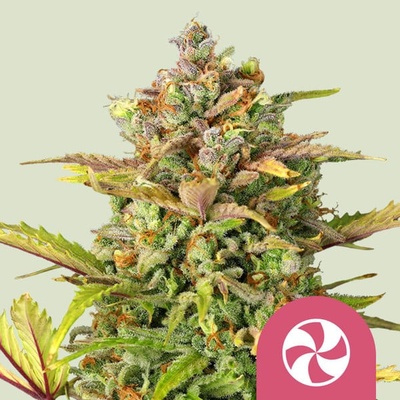 Royal Queen Seeds Sweet ZZ (Sweet Zkittlez) semena neobsahují THC 5 ks