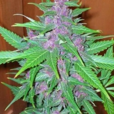 Phoenix Seeds Good Shit AUTO semena neobsahují THC 5 ks