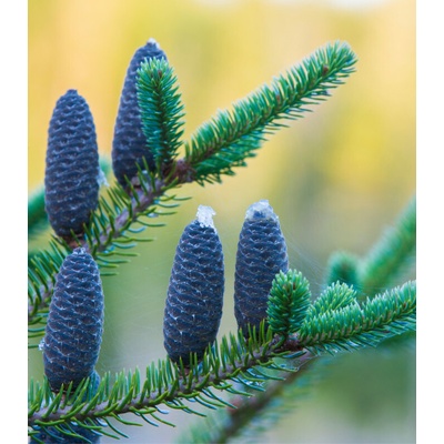 Jedle balzámová - Abies balsamea - prodej semen - 7 ks – Hledejceny.cz