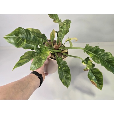 PlanBros flower Philodendron Ring of Fire