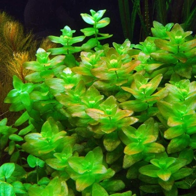 Bacopa amplexicaulis Bakuma objímavá 5 cm – Zboží Mobilmania