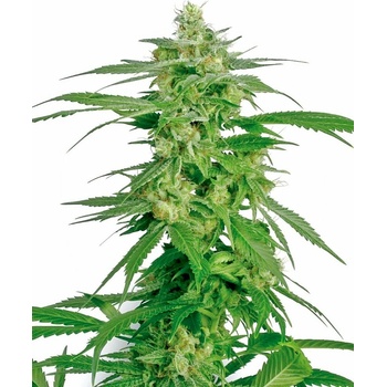 White Label Holland´s Hope regular semena neobsahují THC 10 ks