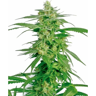 White Label Holland´s Hope regular semena neobsahují THC 10 ks